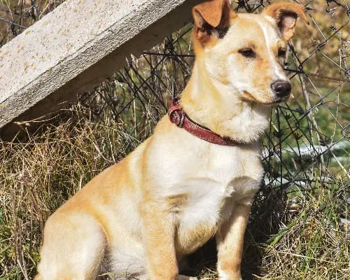 Adotta un cane, taglia piccola, femmina, Isernia