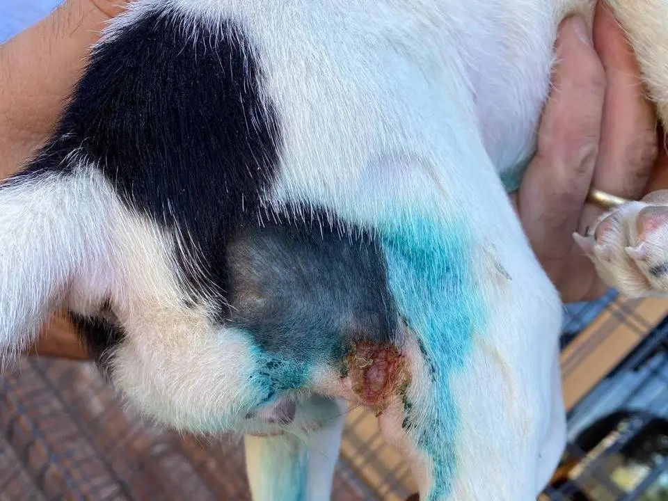 Adotta il cane Diva a Udine