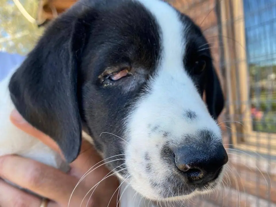 Vuoi adottare un cane a Udine?