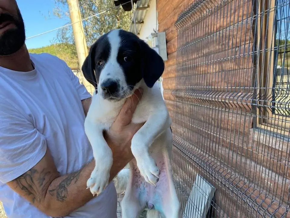 Adozione cane, femmina, Razza sconosciuta Razza sconosciuta, 4 mesi, taglia media, Udine