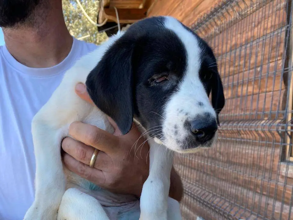 Adotta un cane, taglia media, femmina, Udine