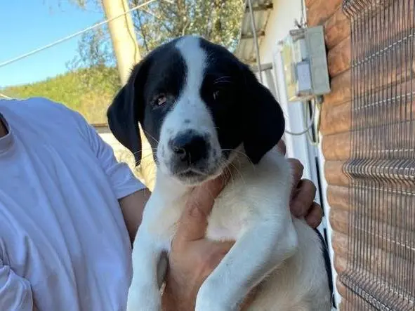 Adotta un cane, femmina, 4 mesi, Udine