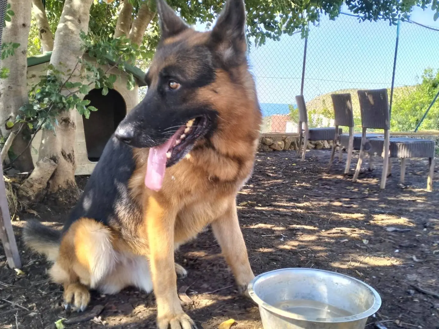 Adotta un cane, maschio, 1 anno e 1 mese, Latina