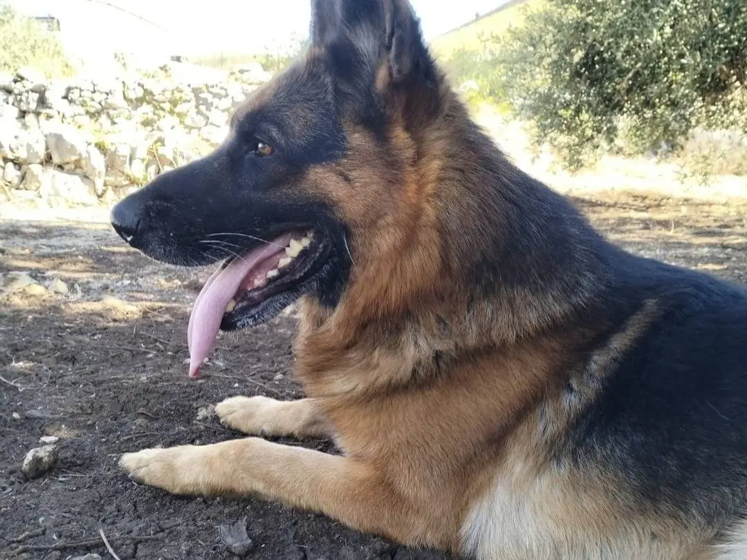 Adozione cane, maschio, Pastore tedesco Razza sconosciuta, 1 anno e 1 mese, taglia grande, Latina