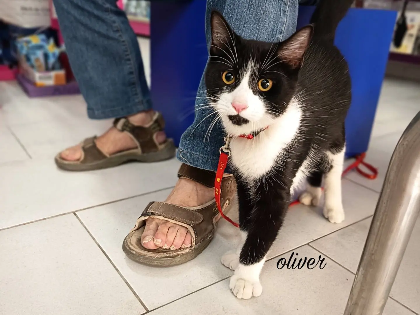 Adozione gatto, maschio, Razza sconosciuta Razza sconosciuta, 1 anno e 7 mesi, taglia non valida, Trapani