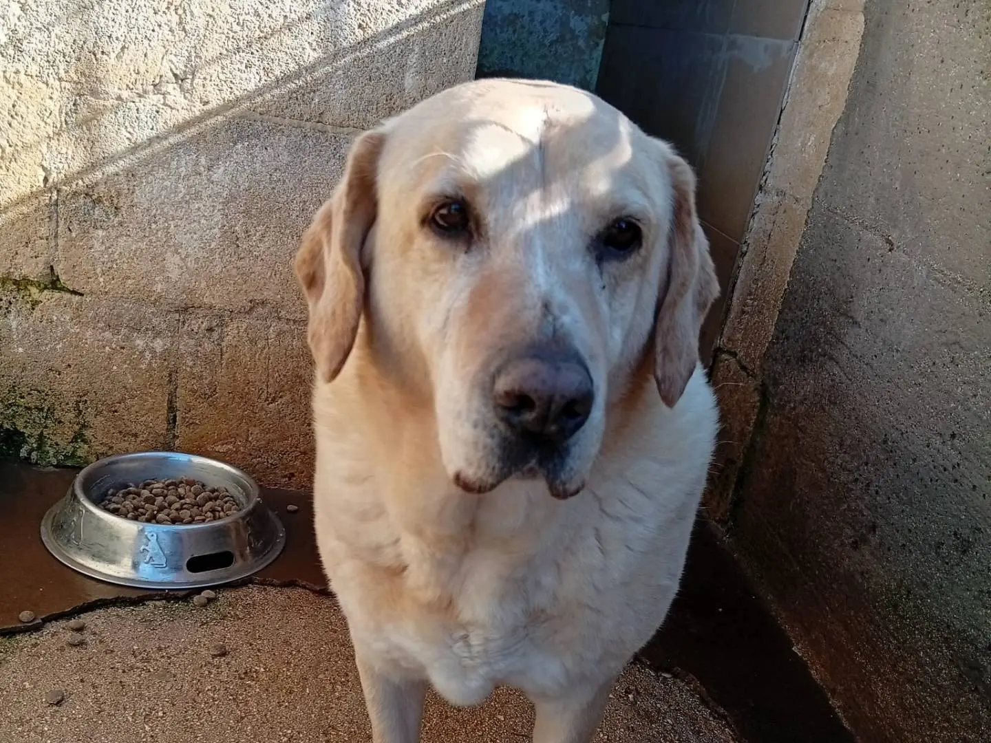 Adotta un cane, maschio, 10 anni e 9 mesi, Taranto
