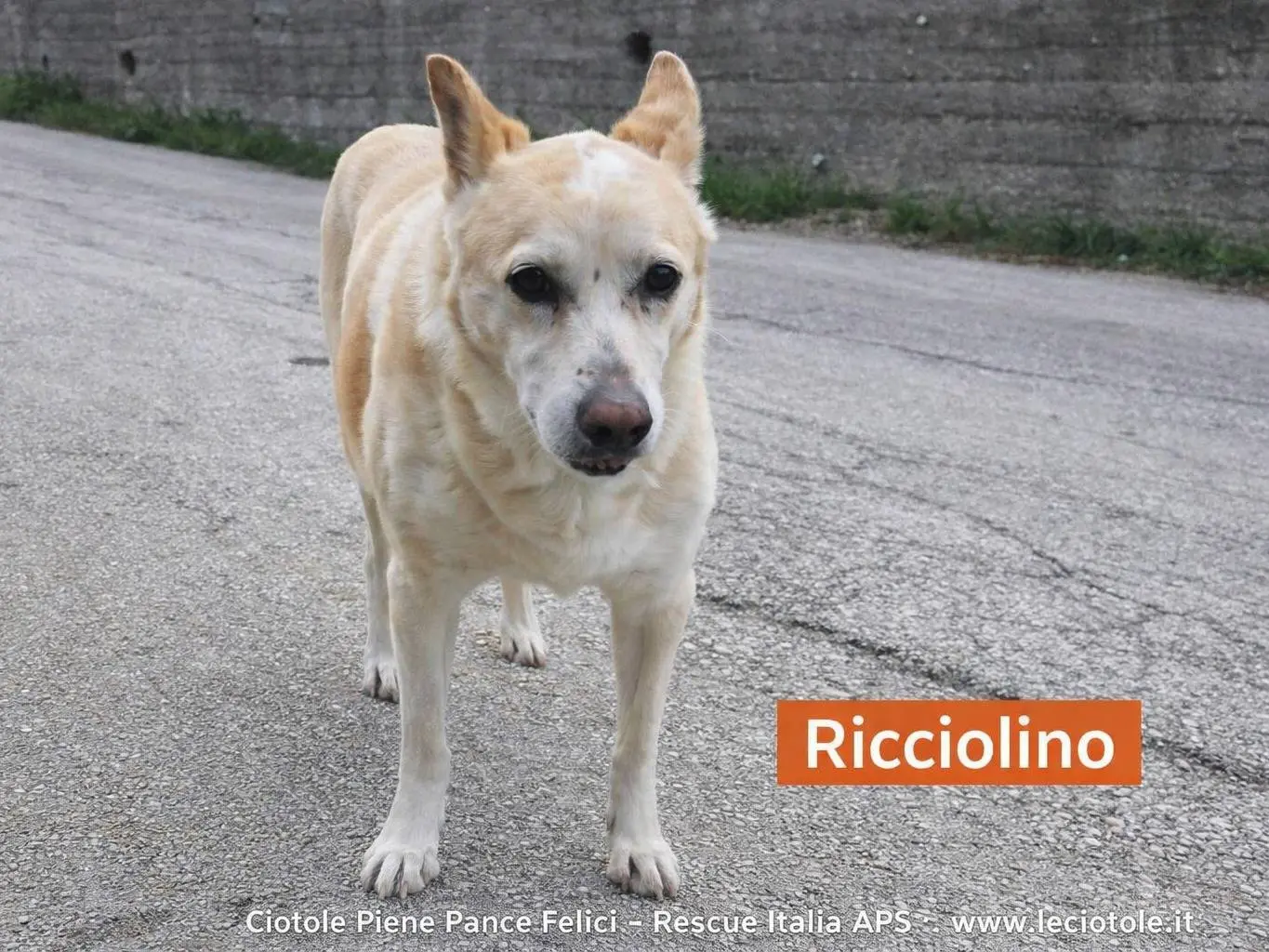 Foto 1 dell'animale