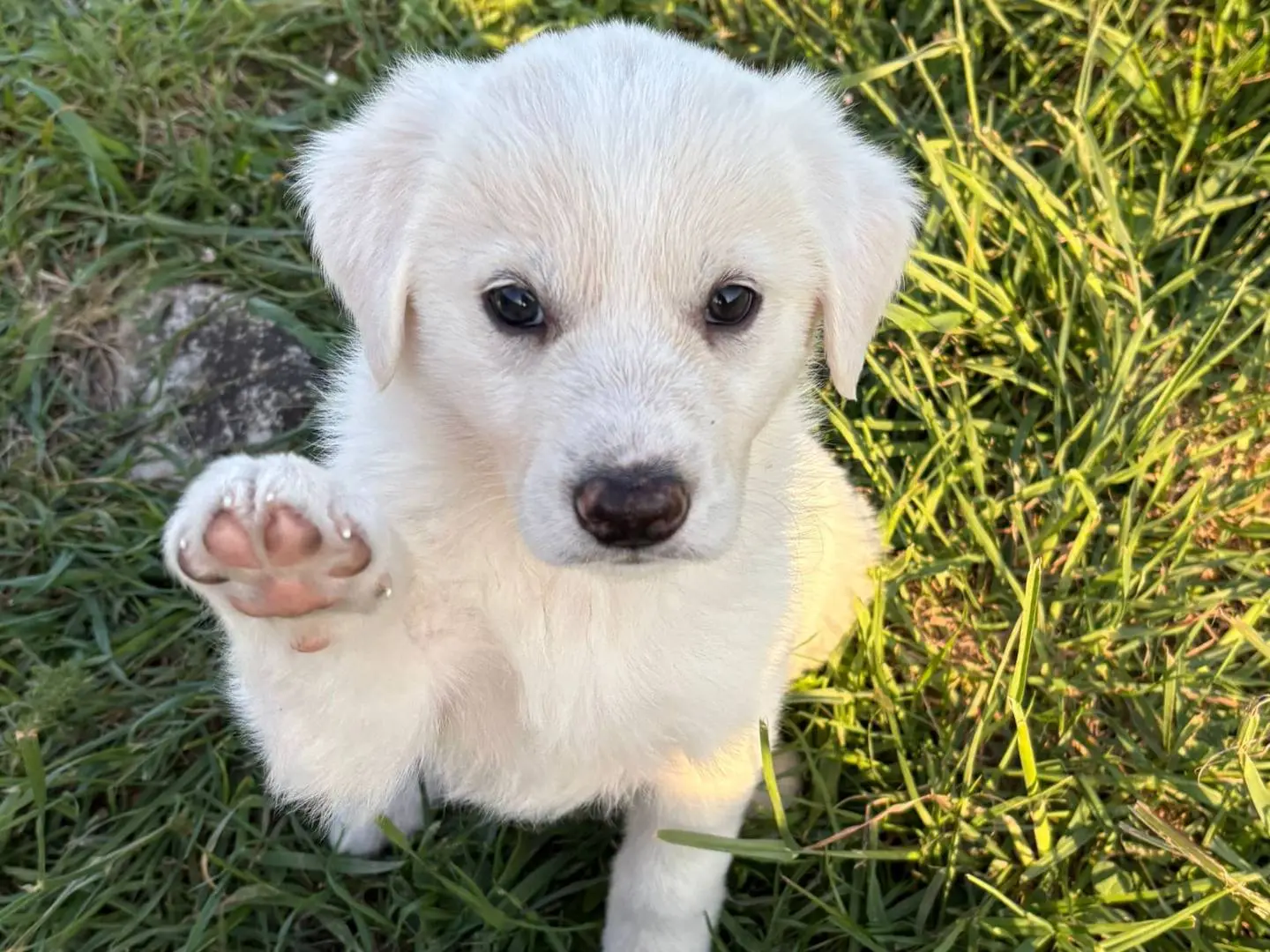 Adotta un cane, femmina, 8 mesi, Potenza