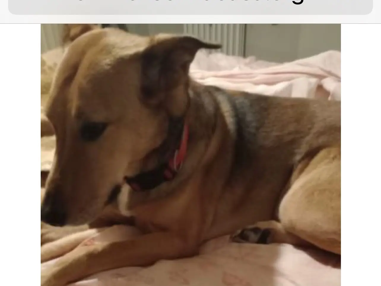Adozione cane, maschio, Razza sconosciuta Razza sconosciuta, 8 anni e 8 mesi, taglia grande, Milano