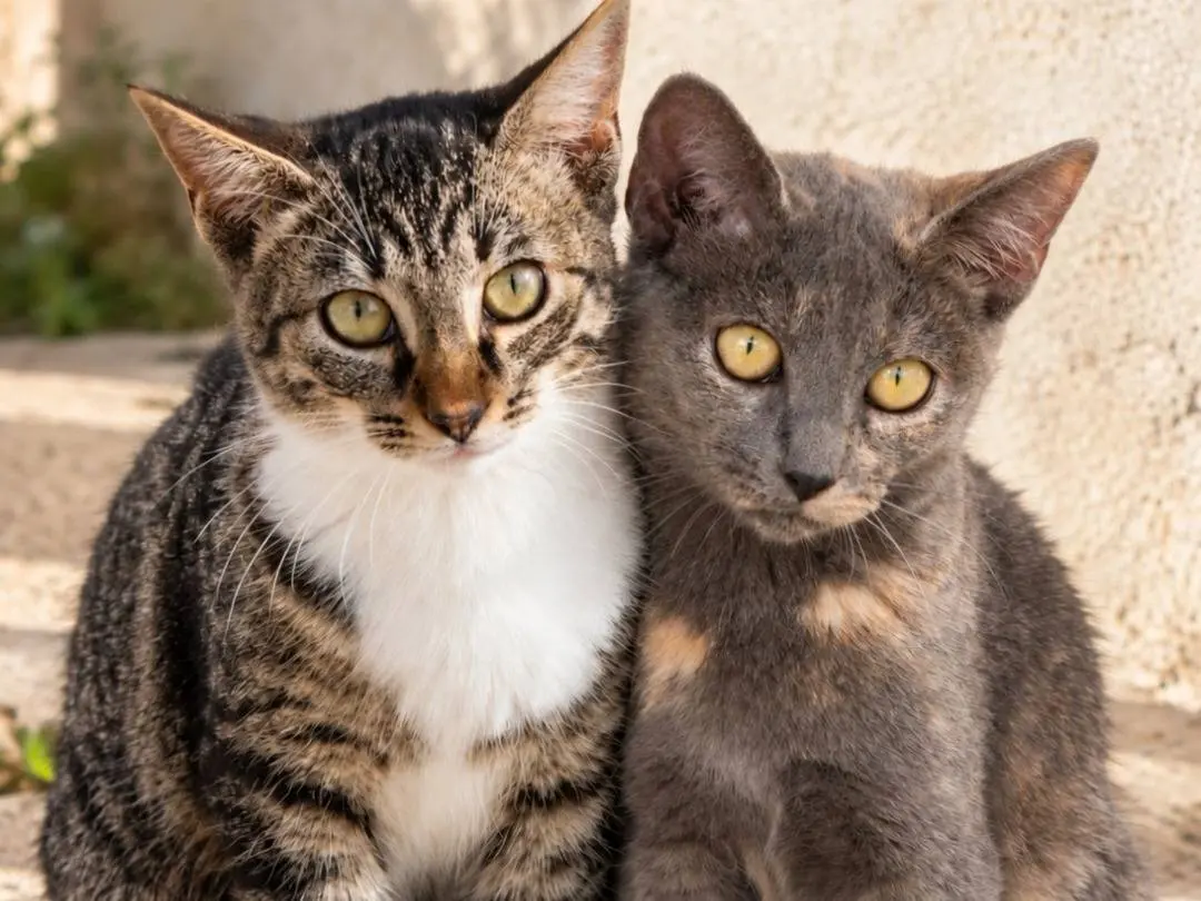 Adozione gatto, femmina, Razza sconosciuta Razza sconosciuta, 1 anno e 3 mesi, taglia non valida, Varese