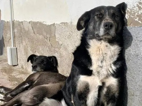 Foto 3 dell'animale