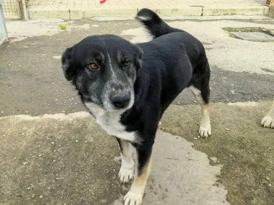 Foto 3 dell'animale