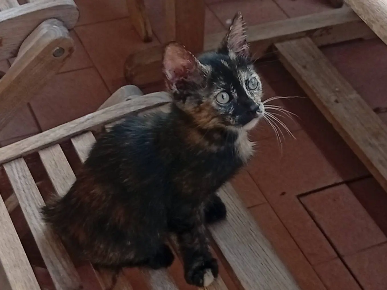 Adotta un gatto, femmina, 4 mesi, Roma