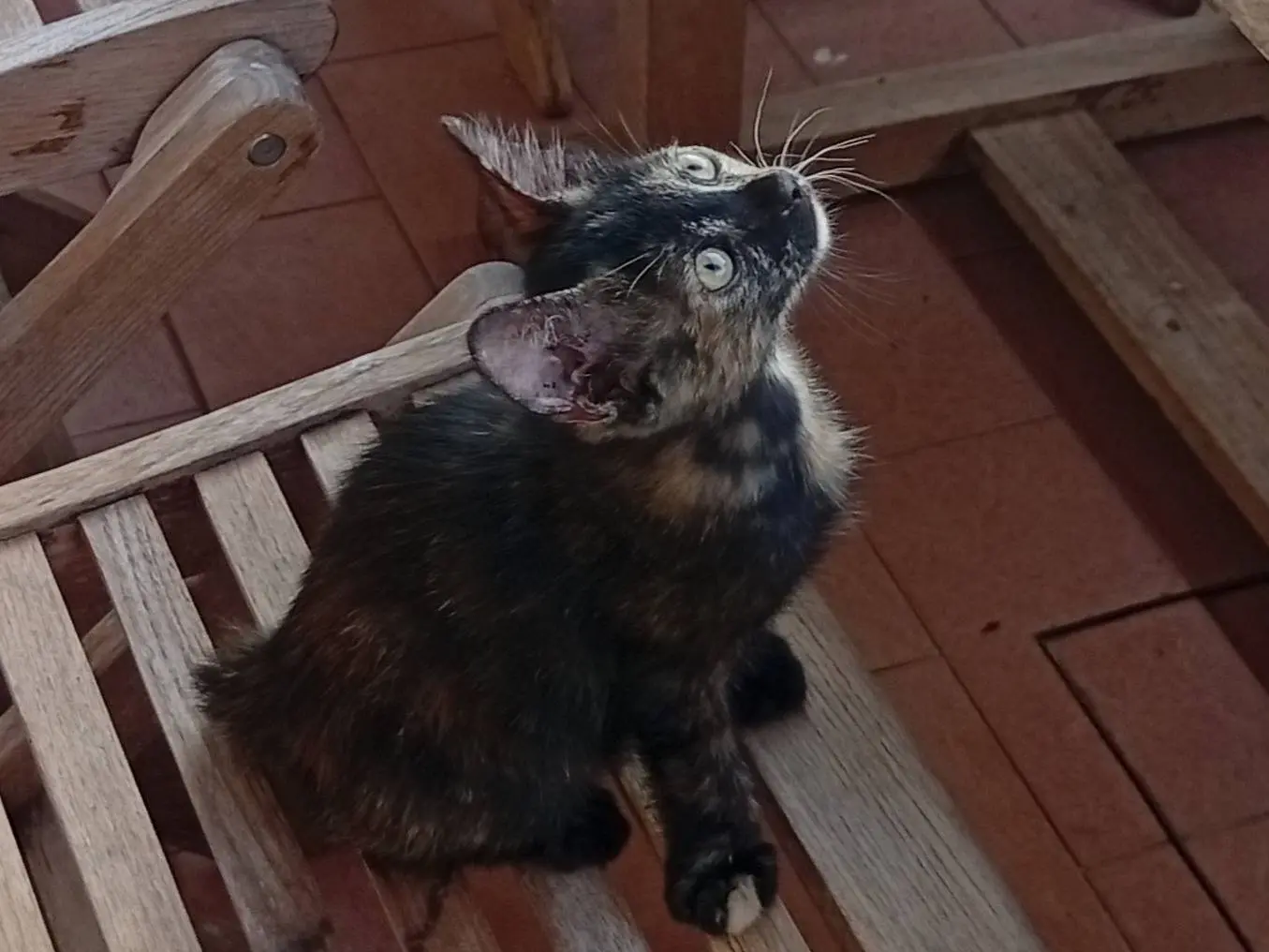 Adozione gatto, femmina, Razza sconosciuta Razza sconosciuta, 4 mesi, taglia non valida, Roma