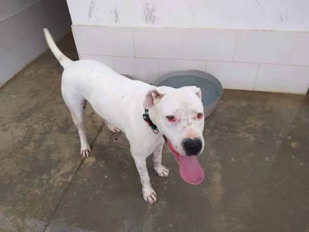 Adotta un cane, maschio, 8 anni e 11 mesi, Caserta