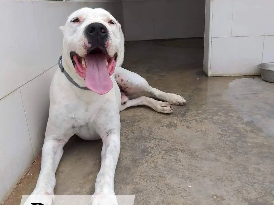 Adozione cane, maschio, Dogo Argentino Razza sconosciuta, 8 anni e 11 mesi, taglia grande, Caserta