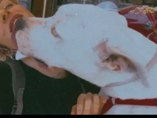 Adotta un cane, taglia grande, maschio, Caserta