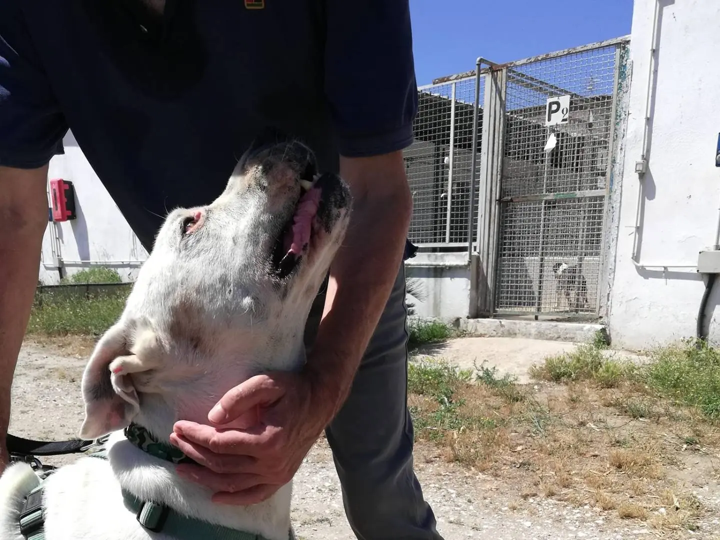 Vuoi adottare un cane a Caserta?