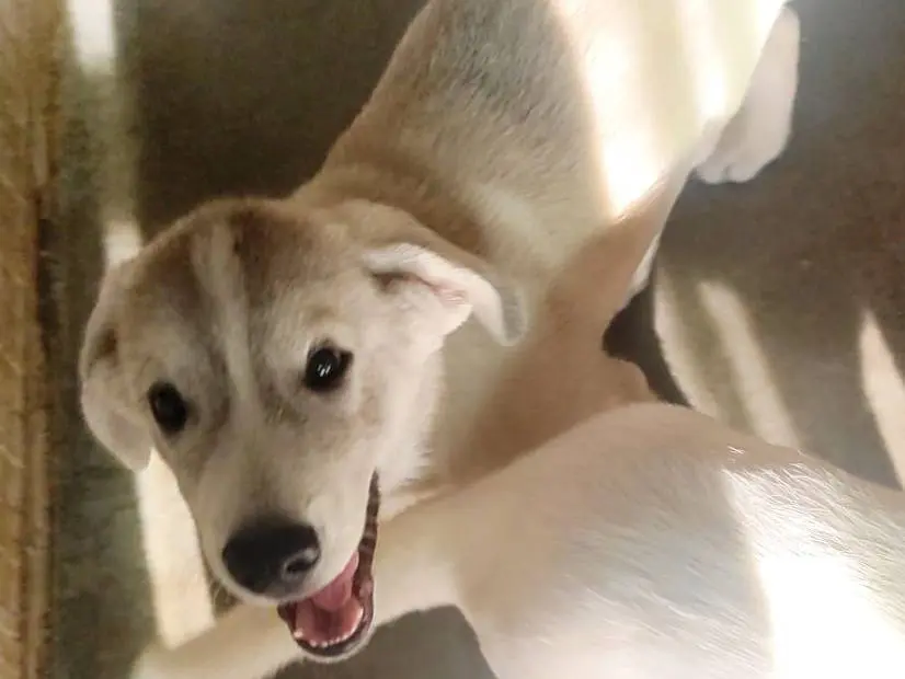 Adotta un cane, maschio, 4 mesi, Milano