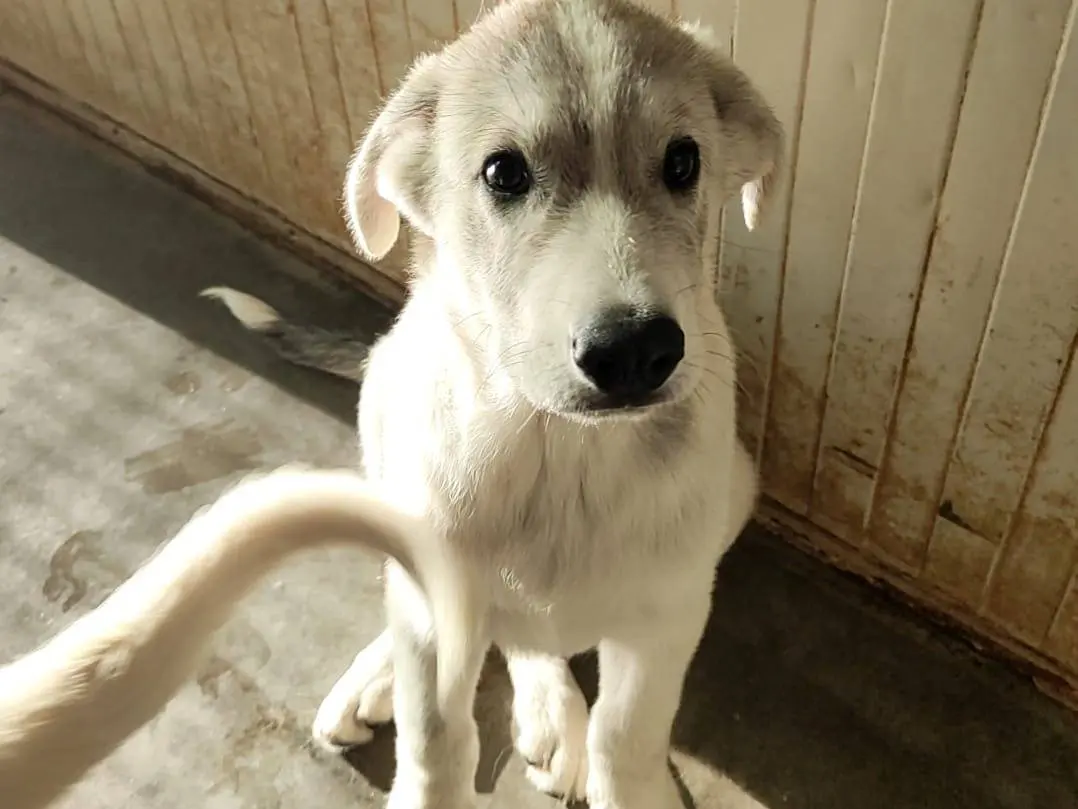 Adozione cane, maschio, Razza sconosciuta Razza sconosciuta, 4 mesi, taglia media, Milano