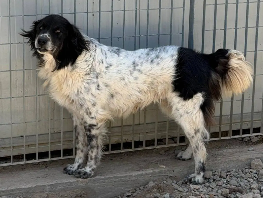 Adotta un cane, maschio, 5 anni e 1 mese, Sassari