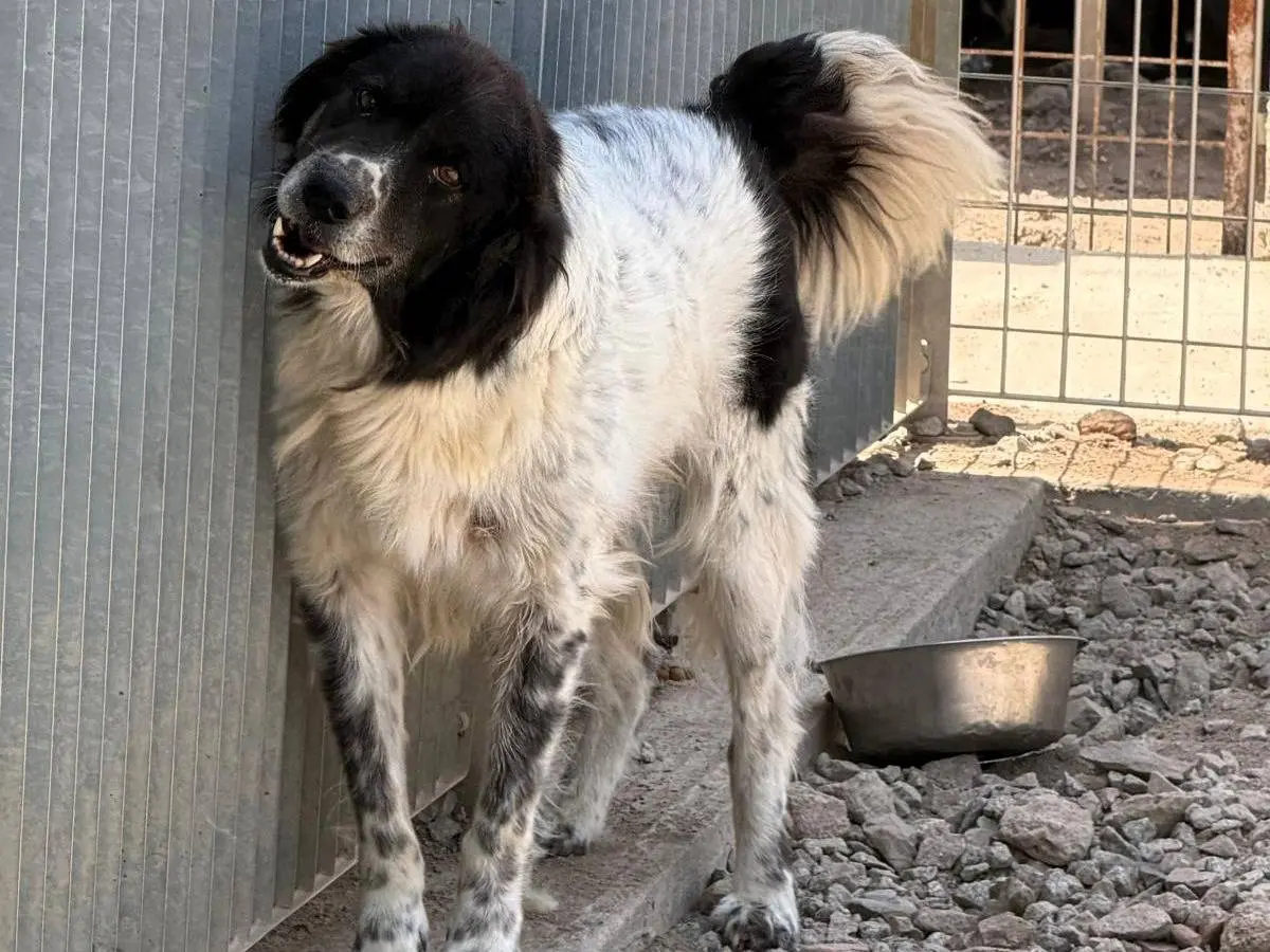 Adozione cane, maschio, Razza sconosciuta Razza sconosciuta, 5 anni e 1 mese, taglia grande, Sassari