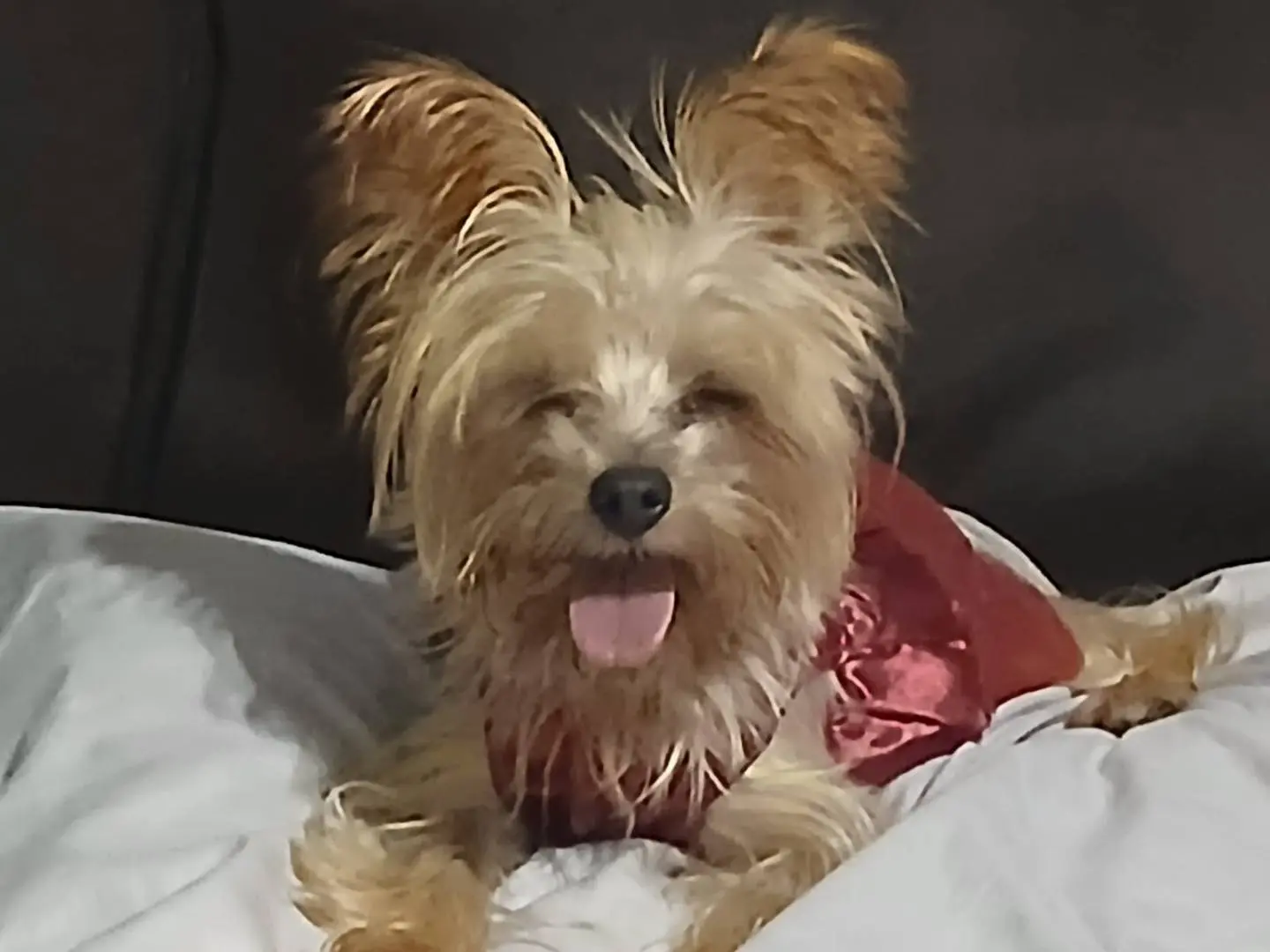 Adotta un cane, femmina, 4 anni e 10 mesi, Milano