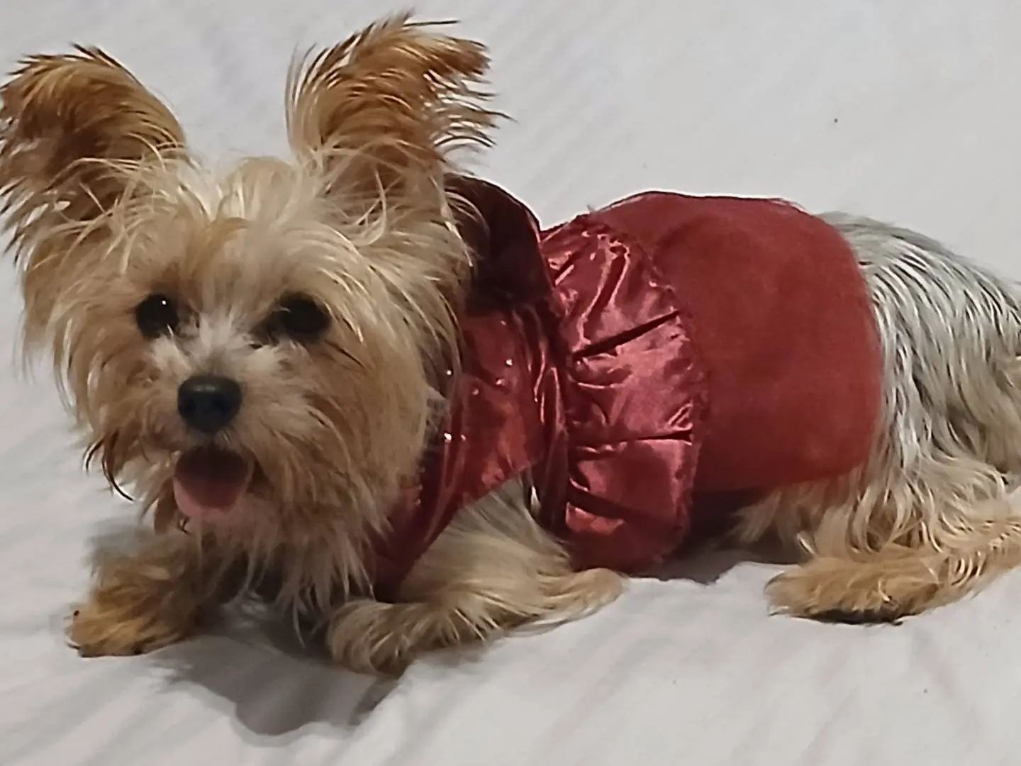 Adozione cane, femmina, Yorkshire Terrier Razza sconosciuta, 4 anni e 10 mesi, taglia piccola, Milano