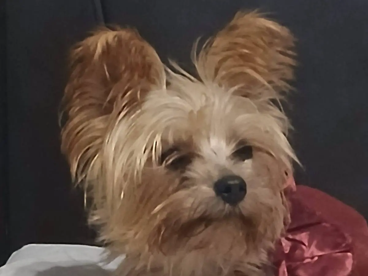 Adotta il cane Yorki a Milano