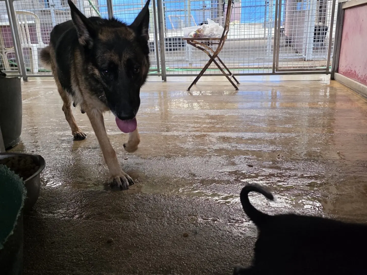 Adotta un cane, taglia grande, femmina, Vibo