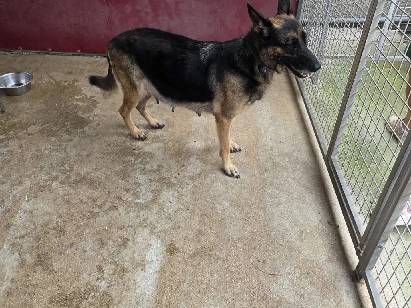 Adotta un cane, femmina, 5 anni e 9 mesi, Vibo