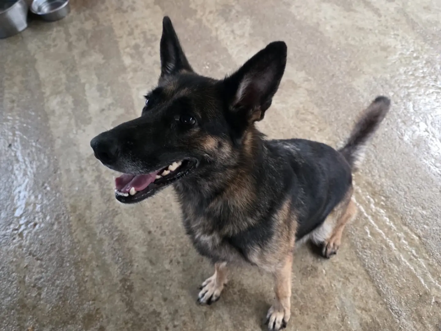Adozione cane, femmina, Pastore tedesco Razza sconosciuta, 5 anni e 9 mesi, taglia grande, Vibo