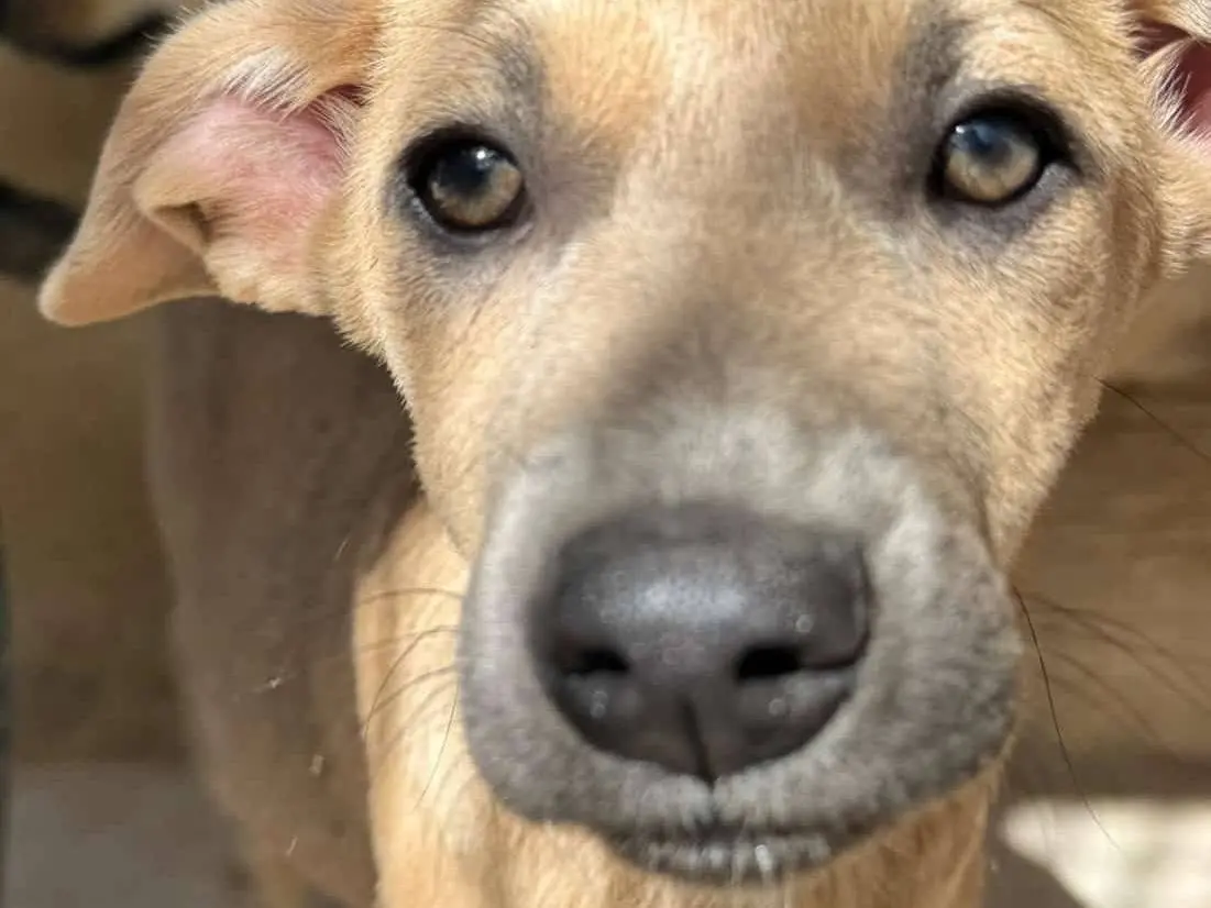 Adotta un cane, maschio, 1 anno e 2 mesi, Varese