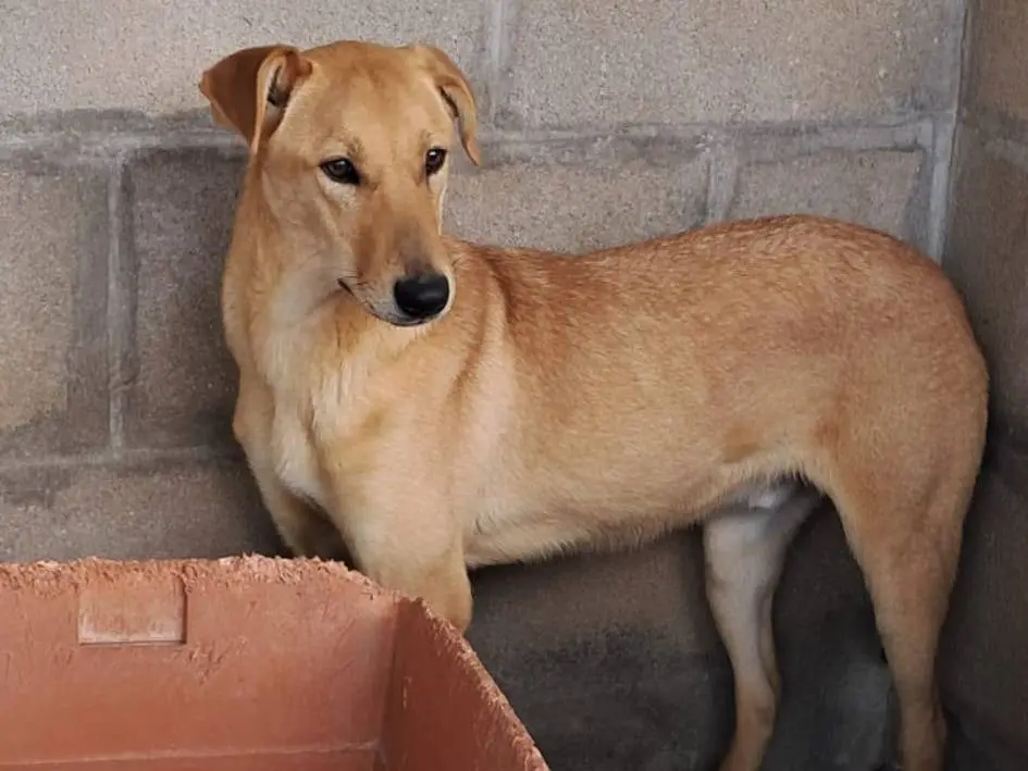Vuoi adottare un cane a Varese?
