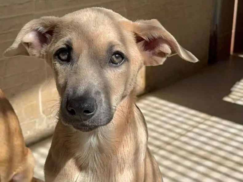Adozione cane, maschio, Razza sconosciuta Razza sconosciuta, 1 anno e 2 mesi, taglia media, Varese