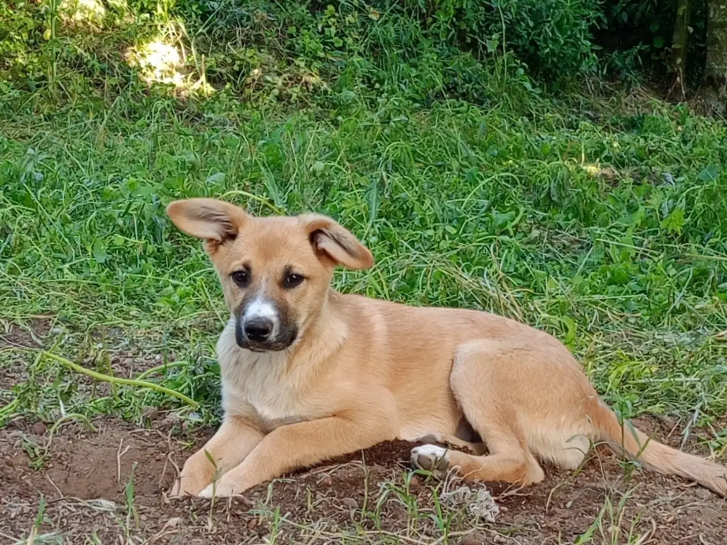 Adozione cane, femmina, Razza sconosciuta Razza sconosciuta, 7 mesi, taglia media contenuta, Avellino
