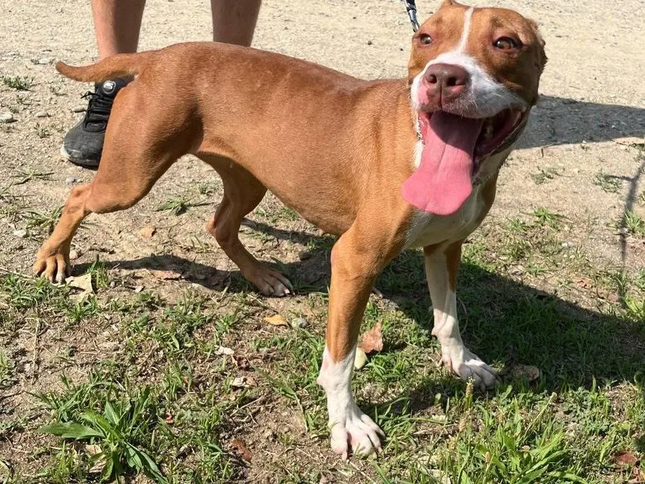Vuoi adottare un cane a Milano?