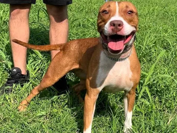 Adotta un cane, taglia media, femmina, Milano