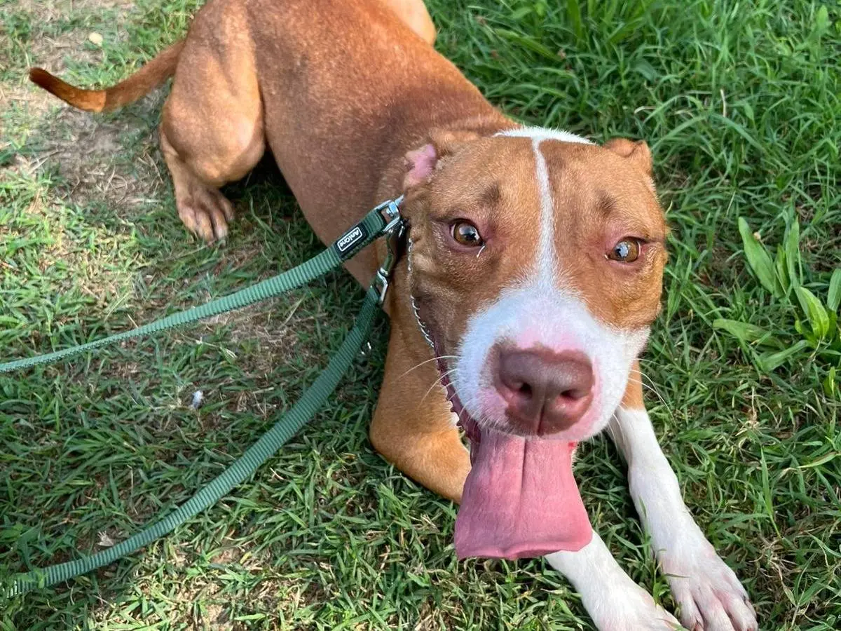 Adotta il cane BONNIE a Milano