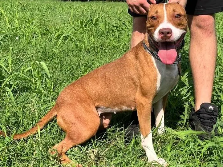 Adozione cane, femmina, Razza sconosciuta Razza sconosciuta, 2 anni e 3 mesi, taglia media, Milano