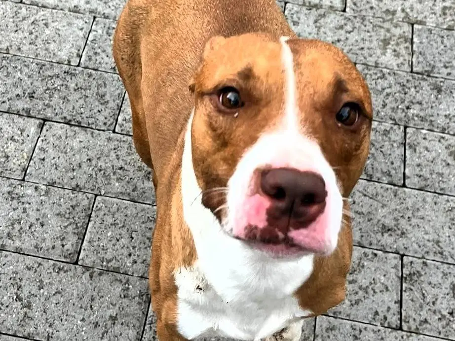 Adotta un cane, femmina, 2 anni e 3 mesi, Milano
