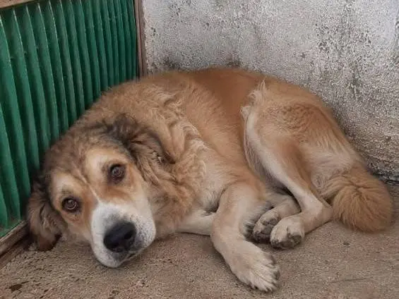 Adozione cane, maschio, Razza sconosciuta Razza sconosciuta, 7 anni e 2 mesi, taglia grande, Crotone