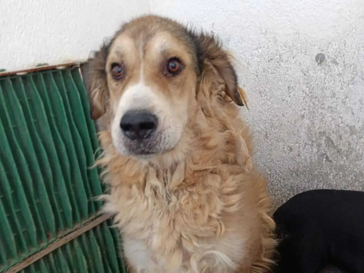 Adotta un cane, maschio, 7 anni e 2 mesi, Crotone