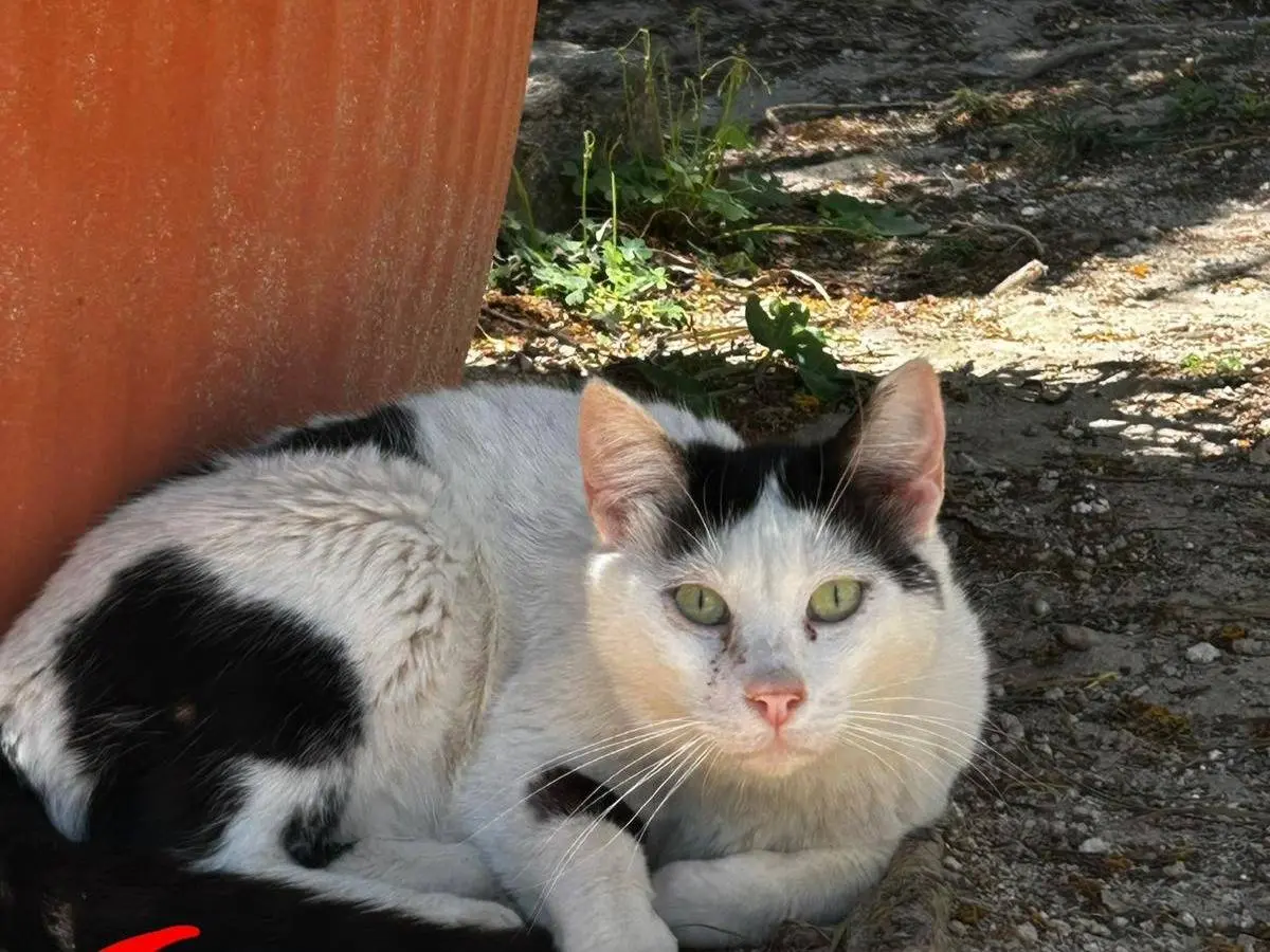 Foto 1 dell'animale