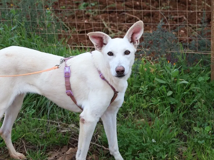 Adotta un cane, femmina, 8 anni, Bari