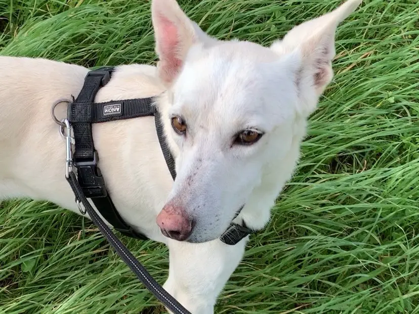 Vuoi adottare un cane a Bari?