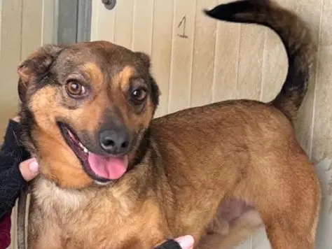Adotta un cane, taglia piccola, maschio, Latina