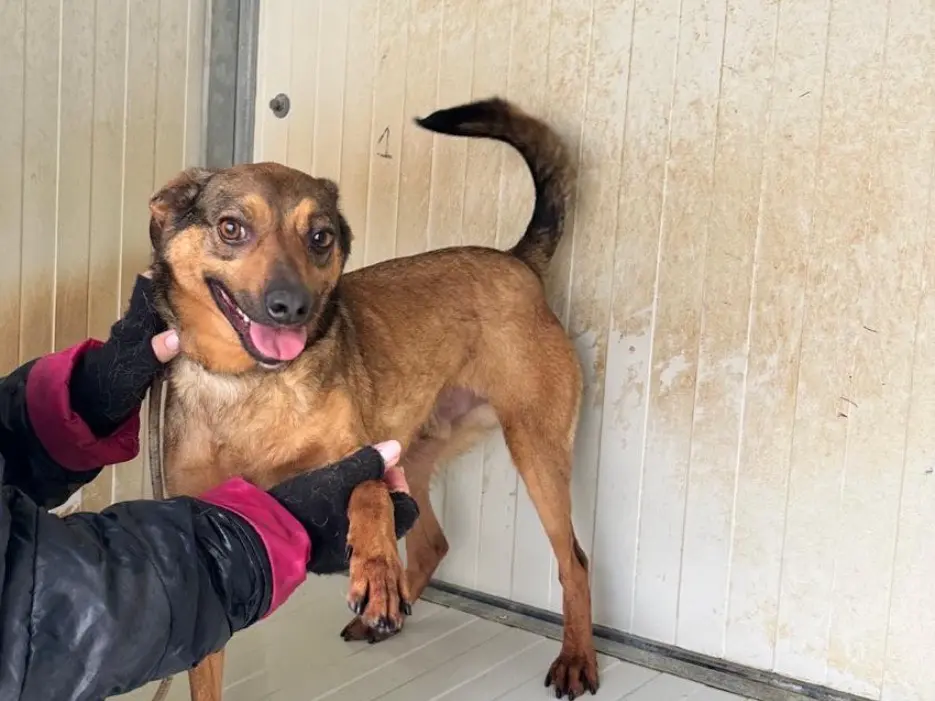 Adozione cane, maschio, Razza sconosciuta Razza sconosciuta, 5 anni e 4 mesi, taglia piccola, Latina