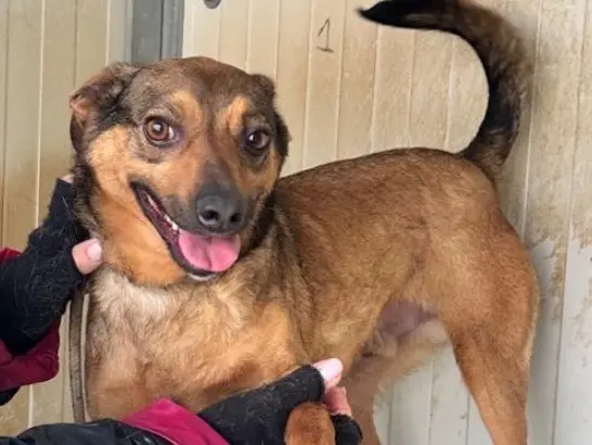 Adotta un cane, maschio, 5 anni e 4 mesi, Latina