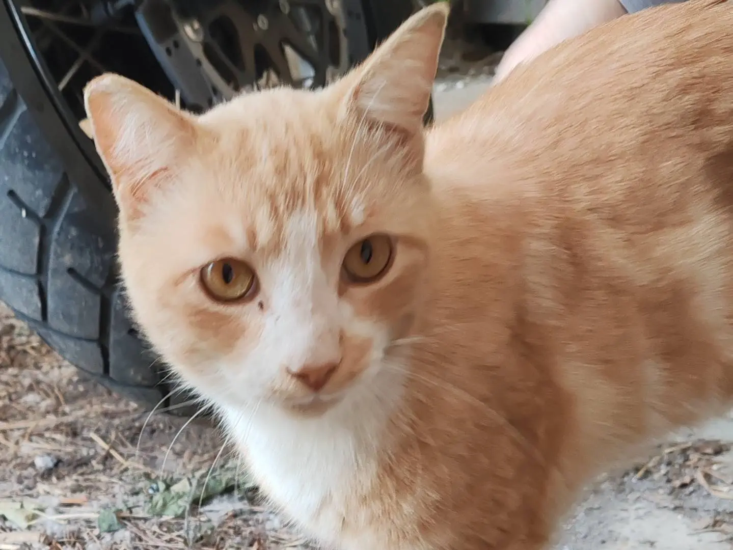 Adotta il gatto Rossino a Roma